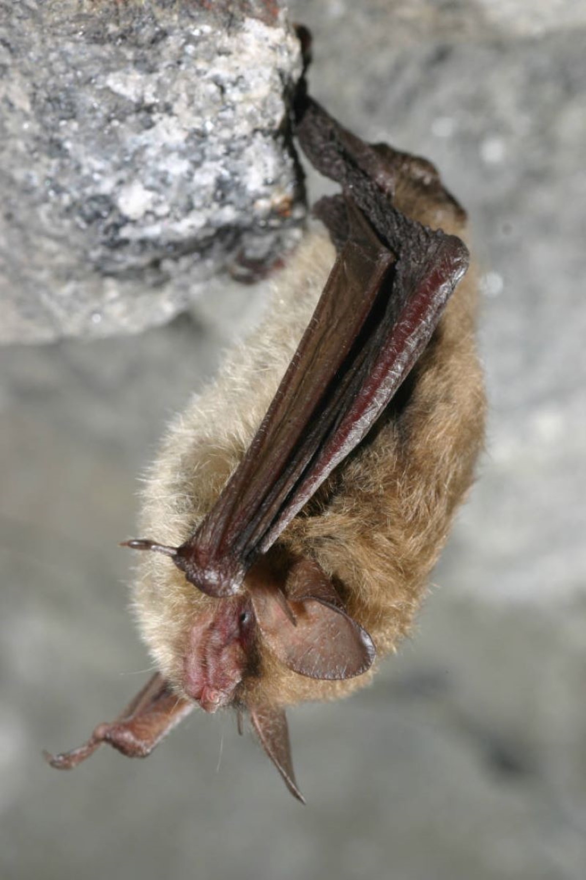 Northen Long-eared Bat