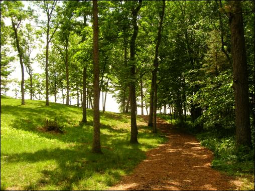 Wayside path through trees