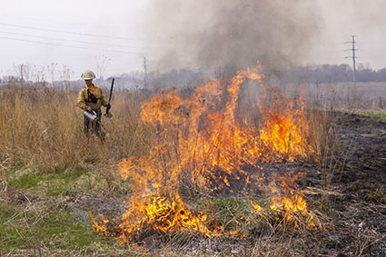 A fire burning during a controlled burn at a wetland mitigation site.