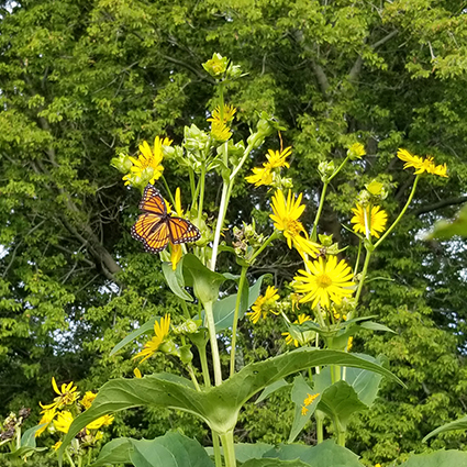 A monarch butterfly on a native plant.