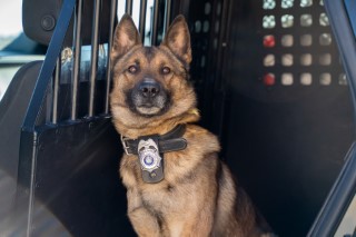 A black and brown WSP K9 in the back of a WSP cruiser