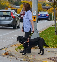 Pedestrian with service dog waiting to enter crosswalk